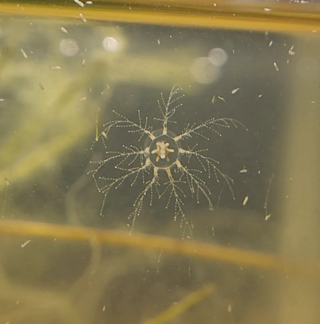 Cladonema Jelly