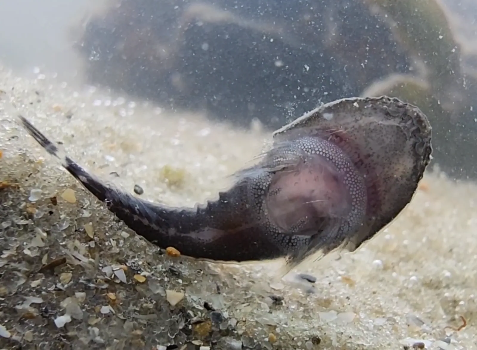 Clingfish Hero image pending review.
