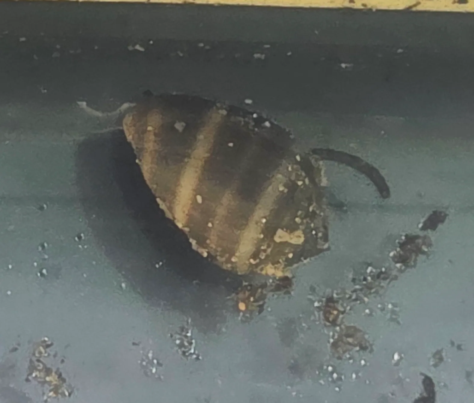 Coffee Bean Snail