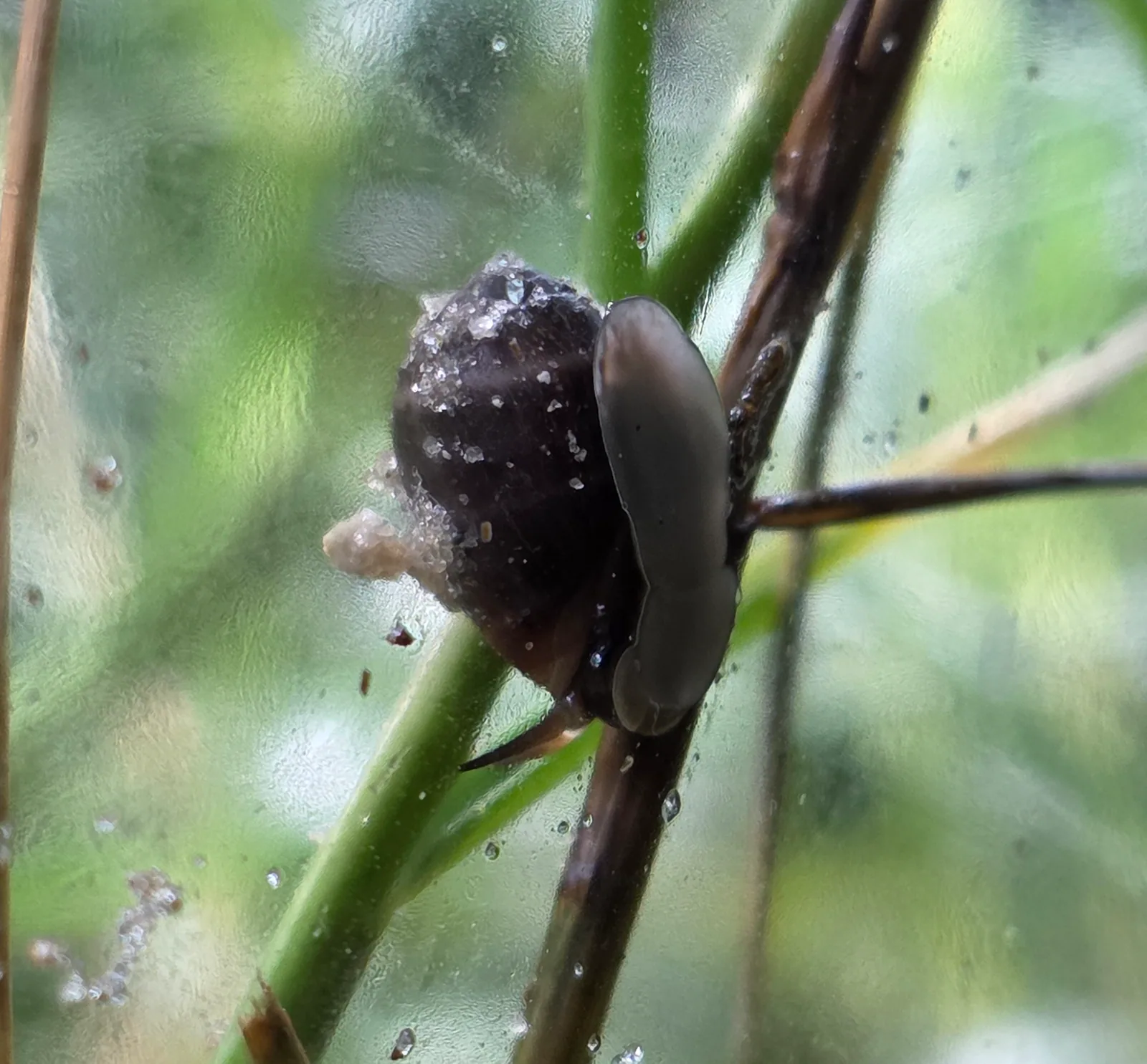 Coffee Bean Snail