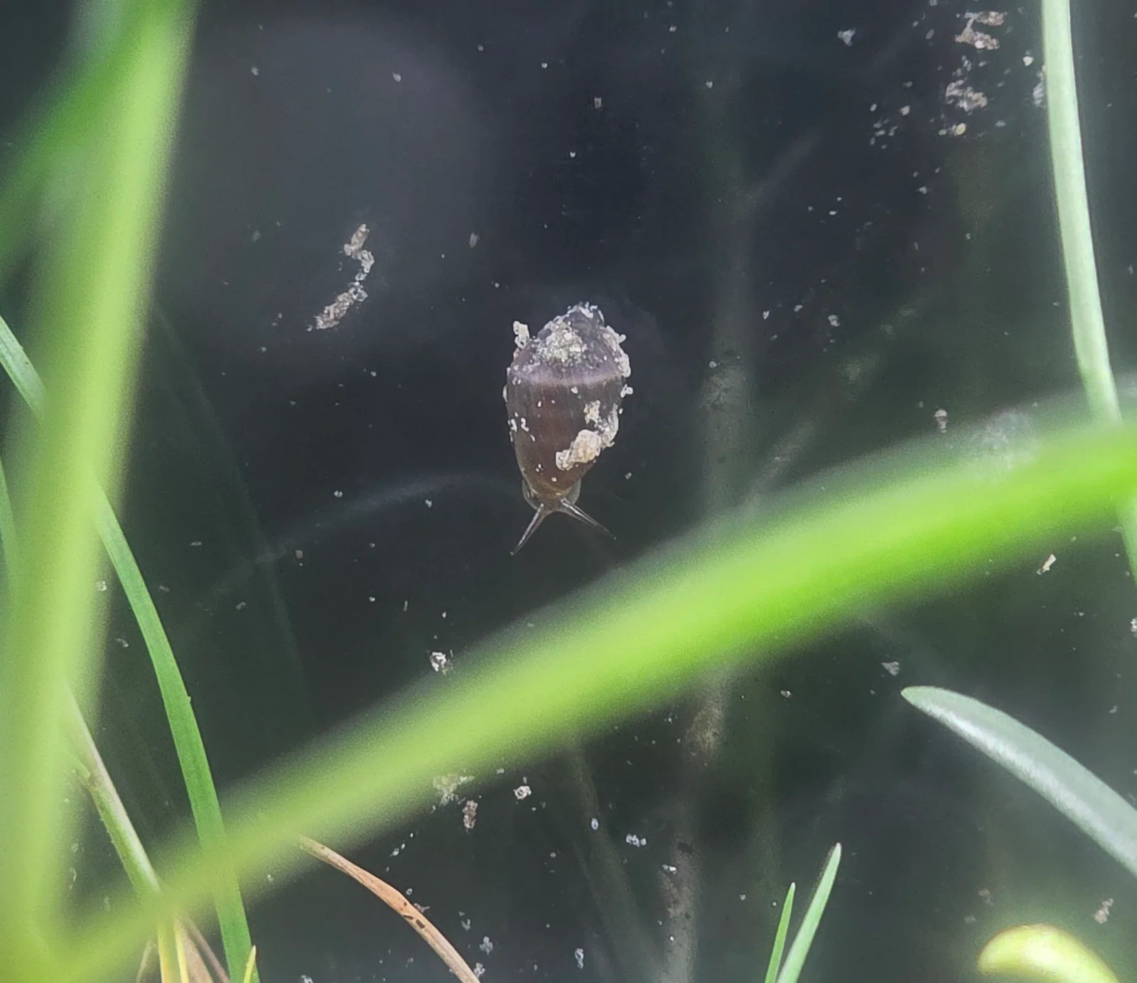 Coffee Bean Snail
