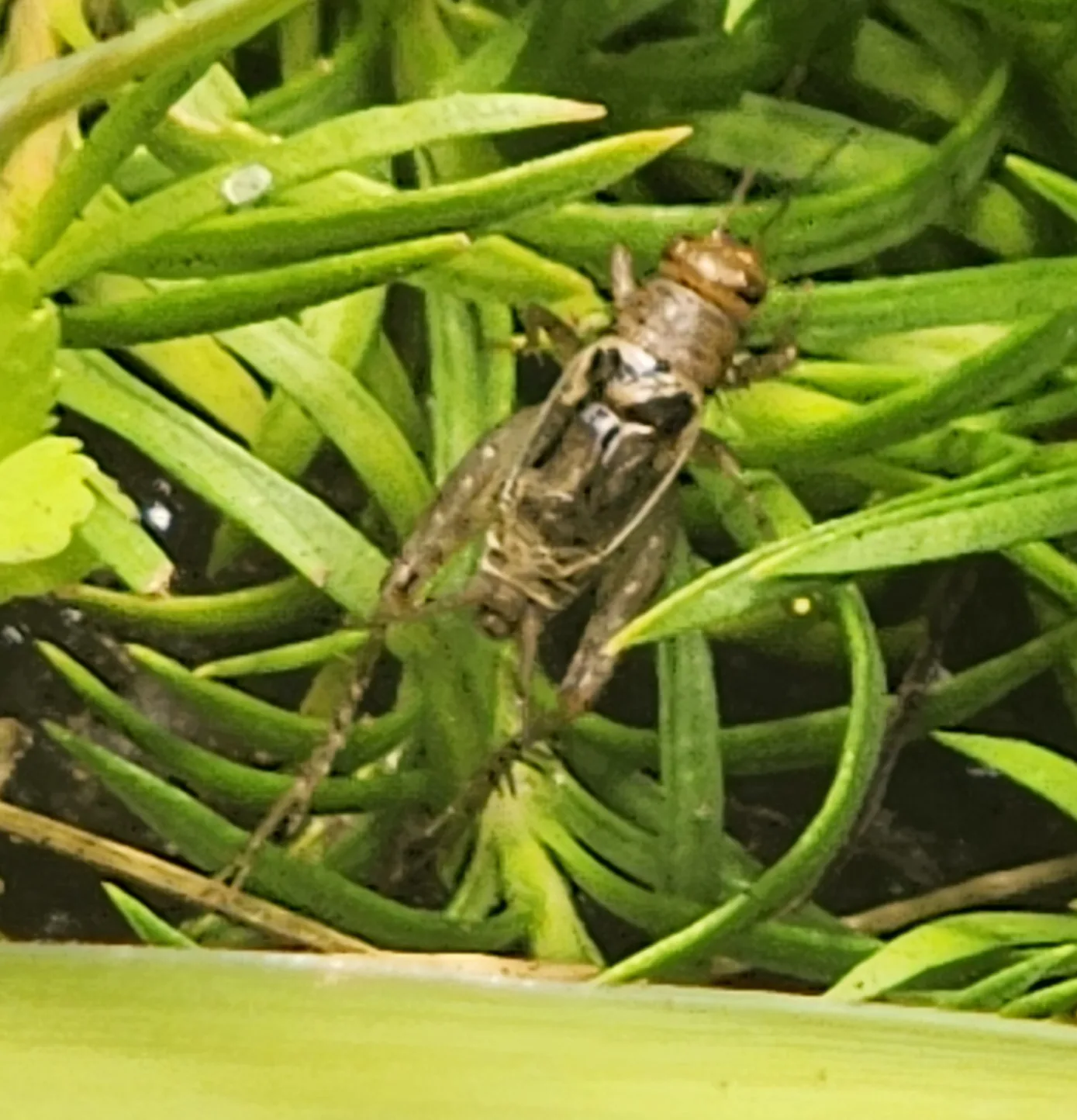 Collared Ground Cricket