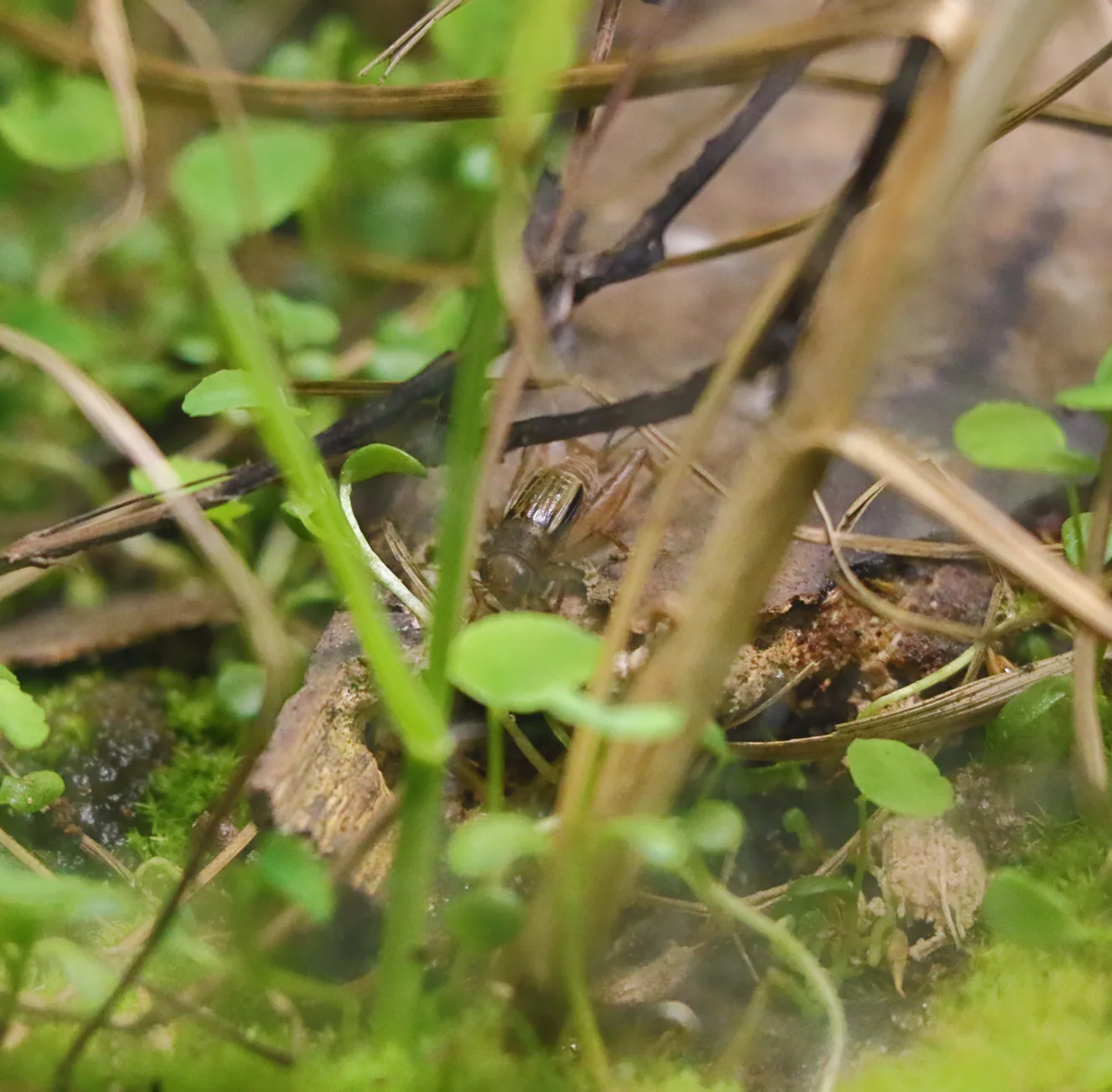Collared Ground Cricket