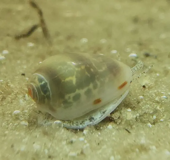 Primary species profile image for Common Atlantic Marginella (Prunum apicinum) in miniBIOTA.