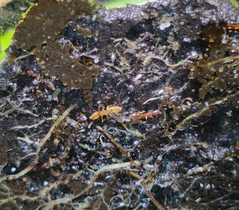 Common Crypt Ant
