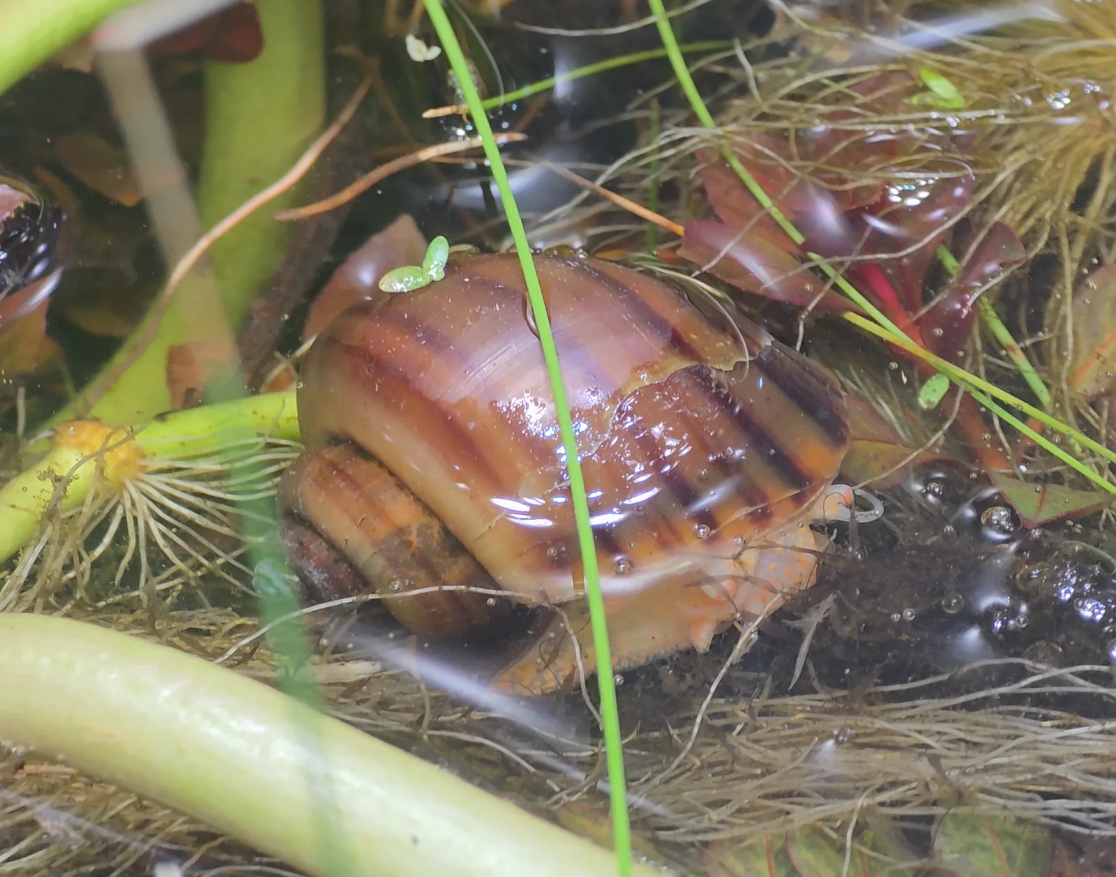 Common Mystery Snail