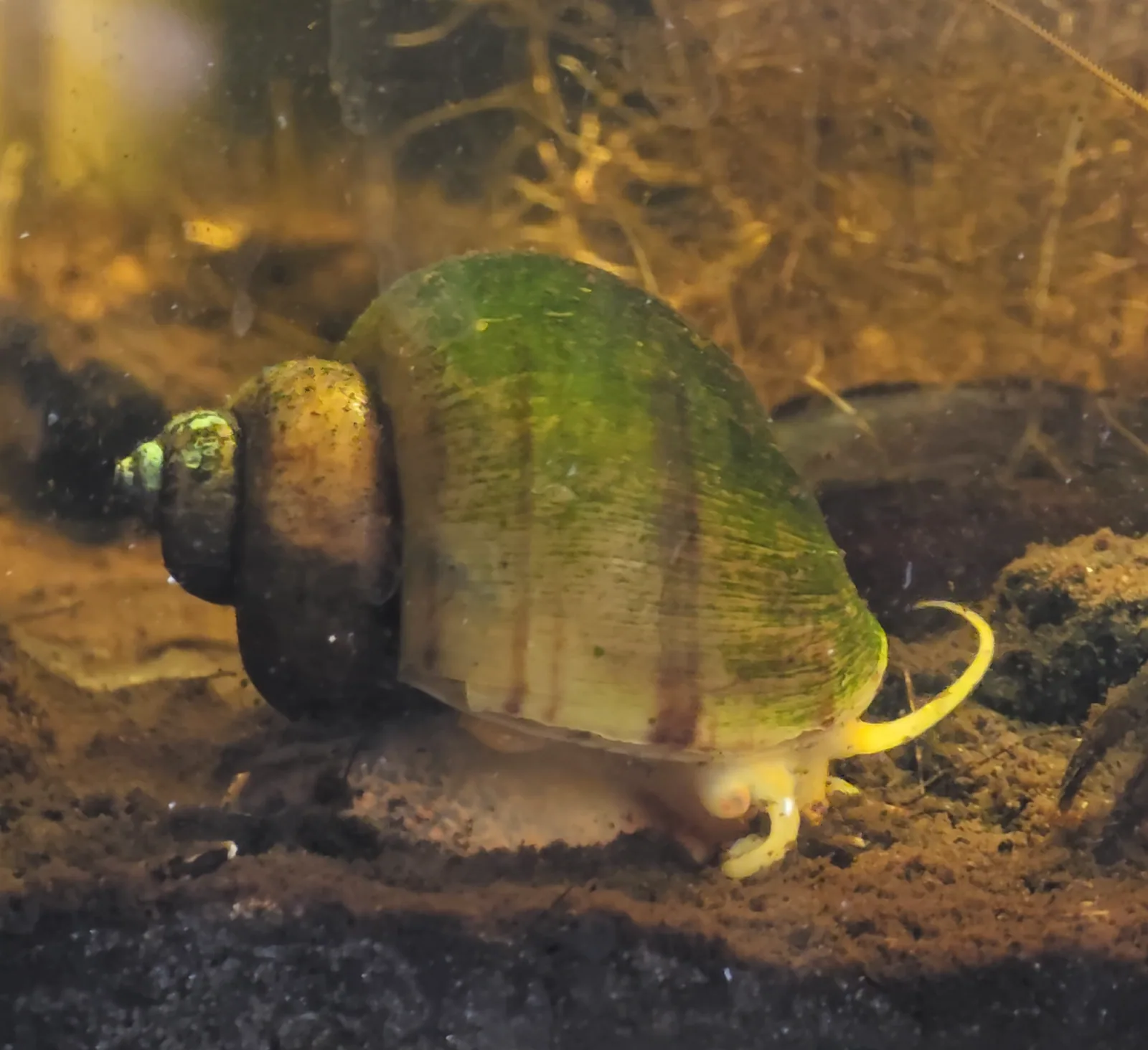Common Mystery Snail