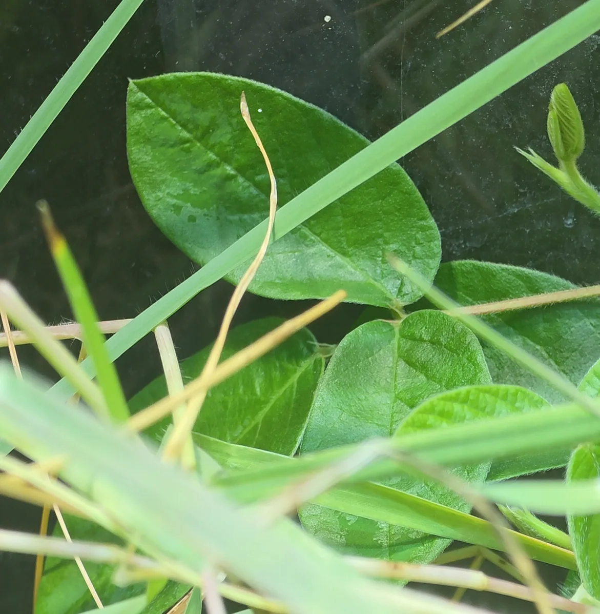 Creeping Woodsorrel