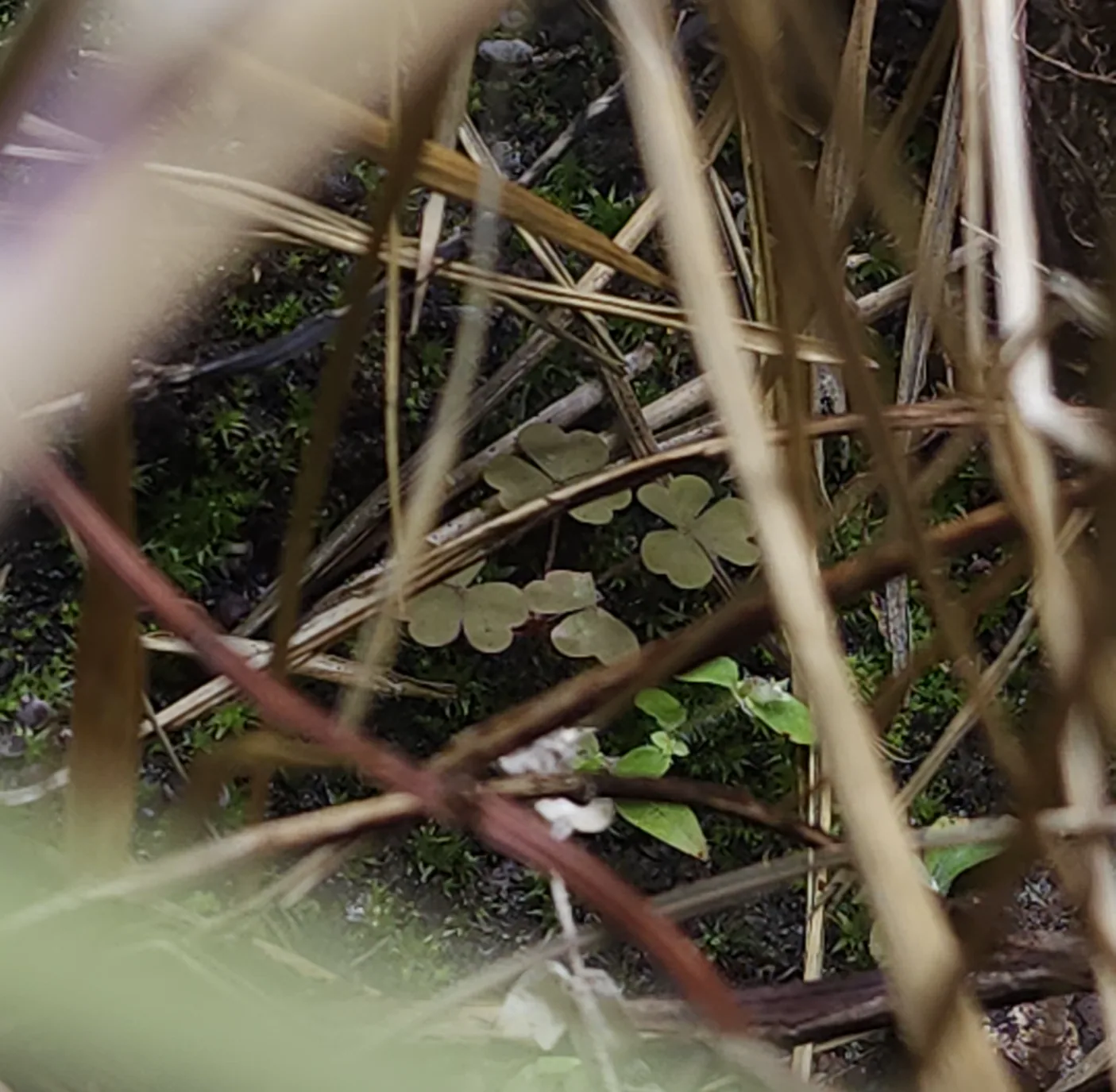 Creeping Woodsorrel