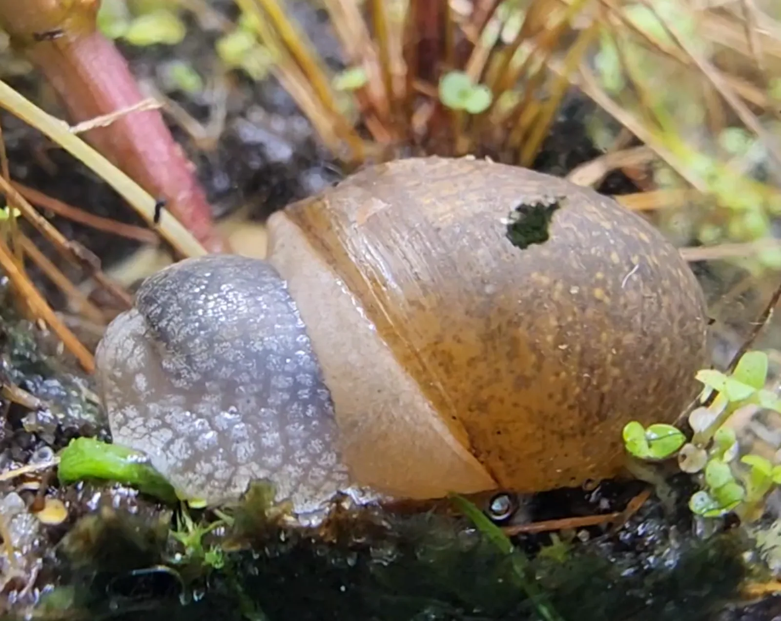 Cuban Brown Snail