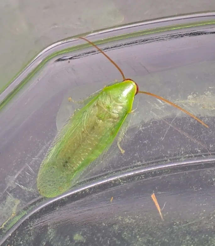 Cuban Cockroach