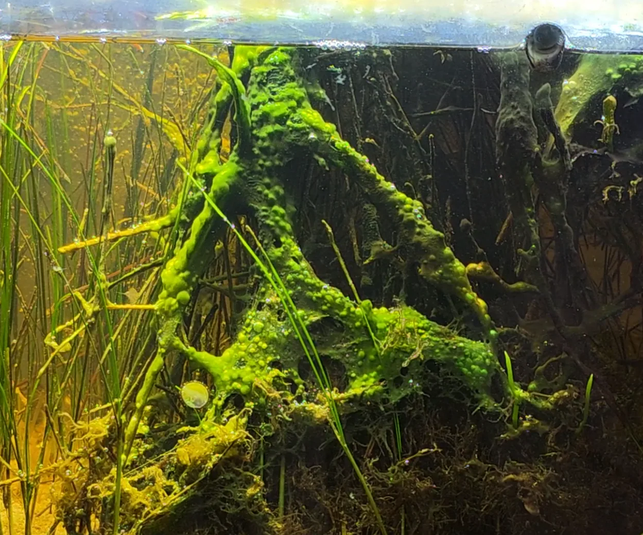 Cyanobacteria Hero image pending review.