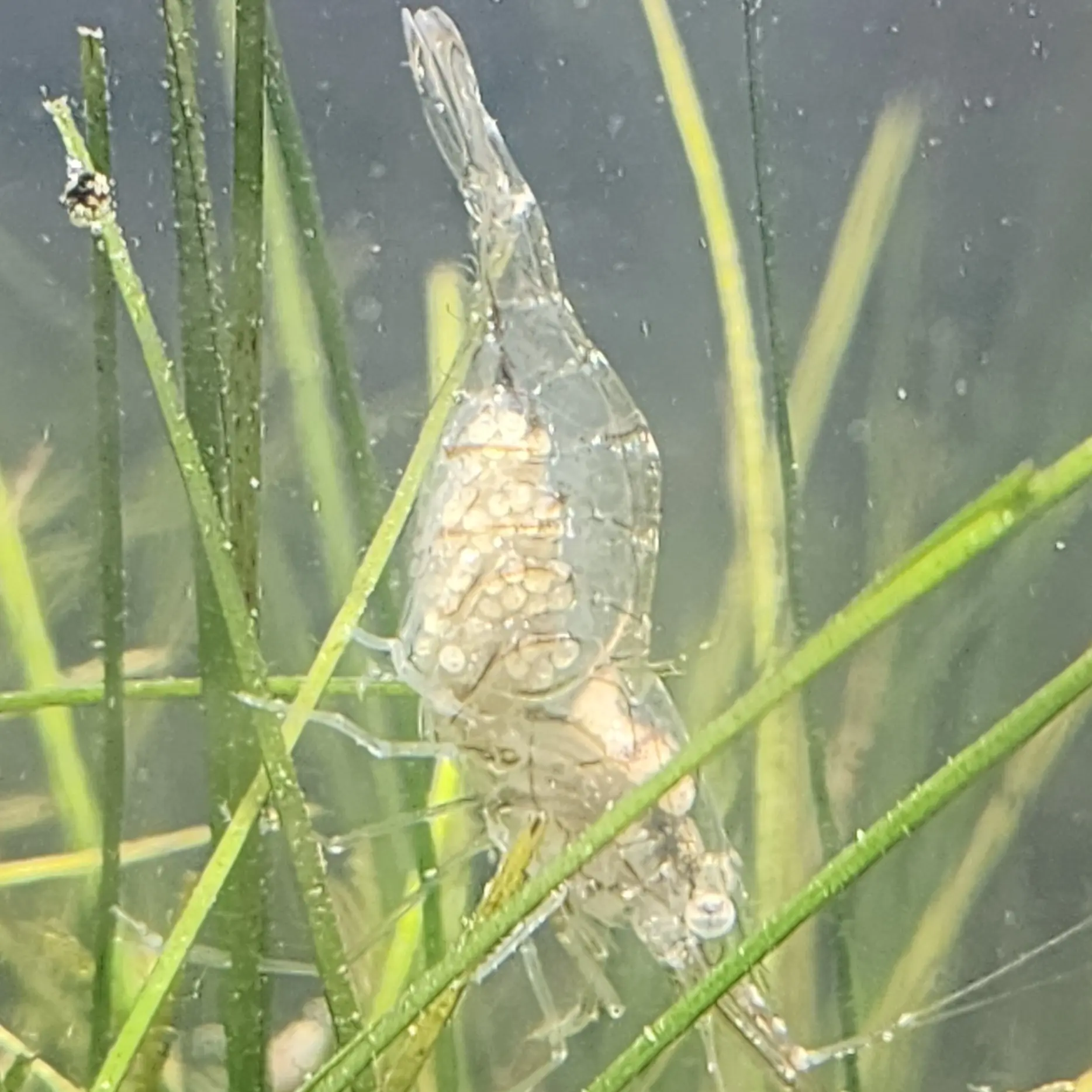Primary species profile image for Daggerblade Grass Shrimp (Palaemon pugio) in miniBIOTA.