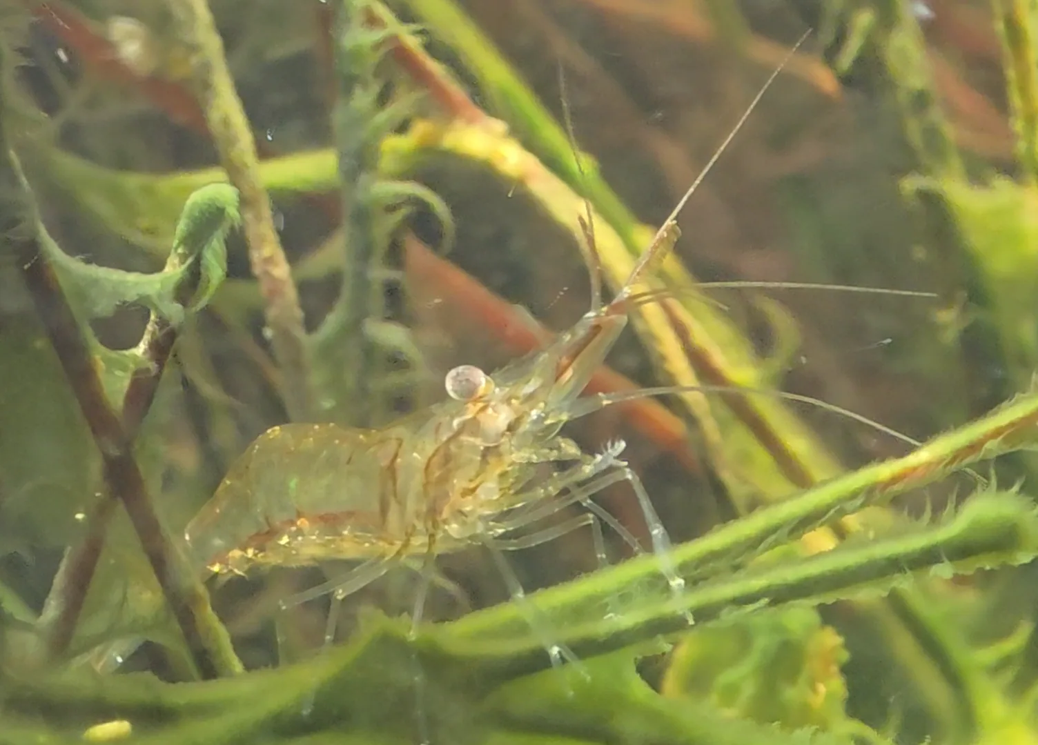Additional species gallery photo for Daggerblade Grass Shrimp (Palaemon pugio) in miniBIOTA.