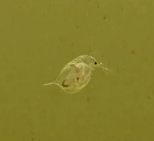 Daphnia Magna