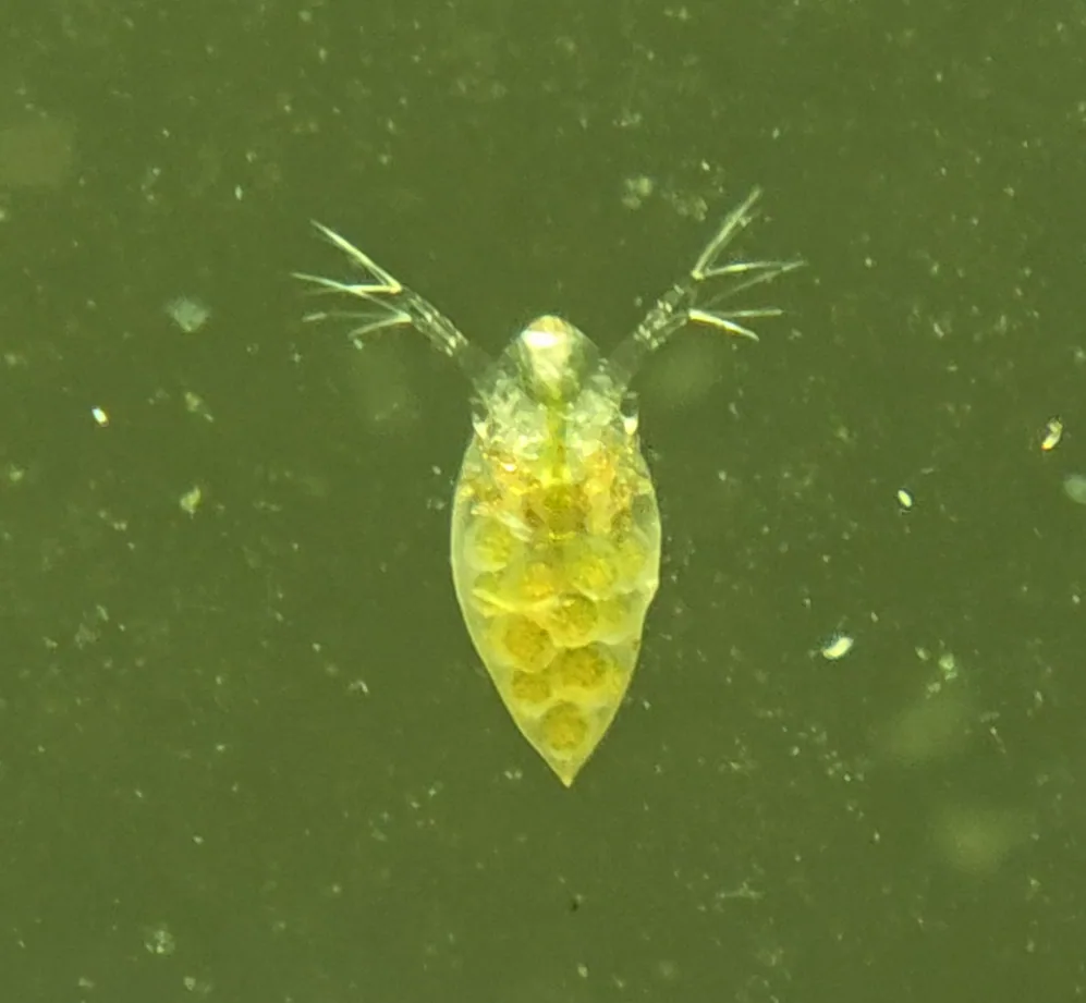 Daphnia Hero image pending review.