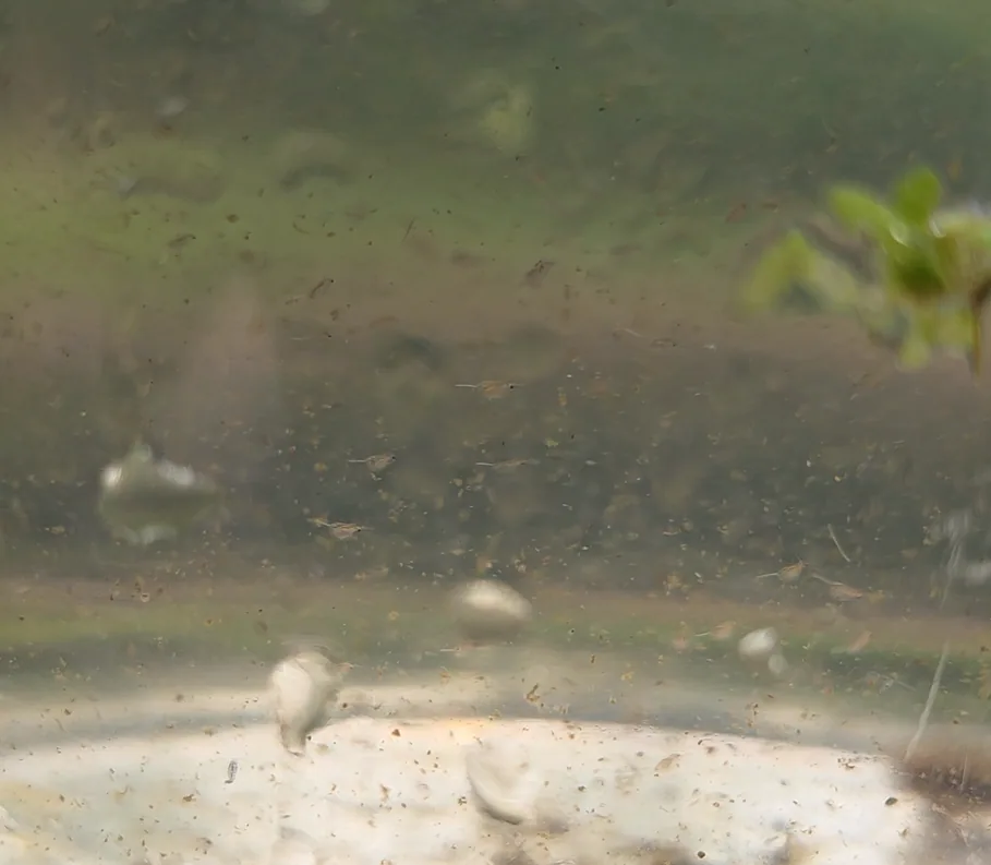 Daphnia
