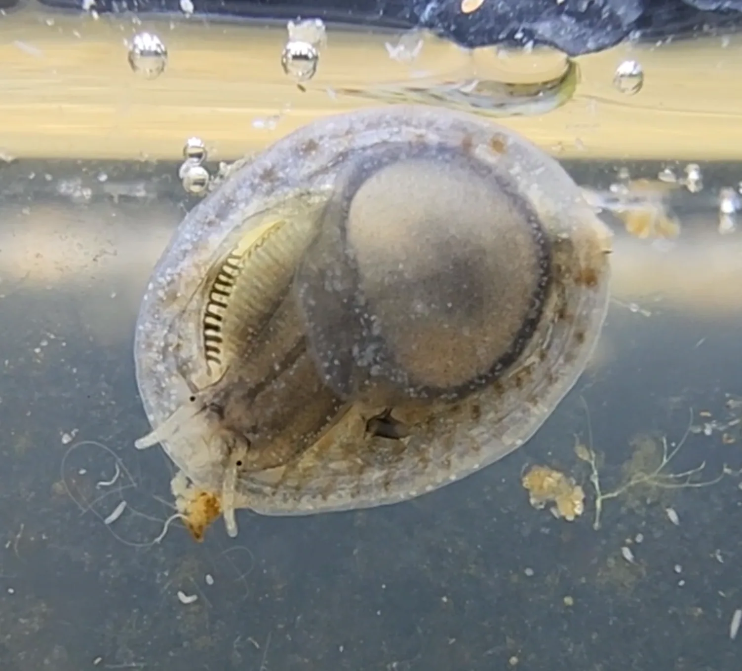 Depressed Slippersnail
