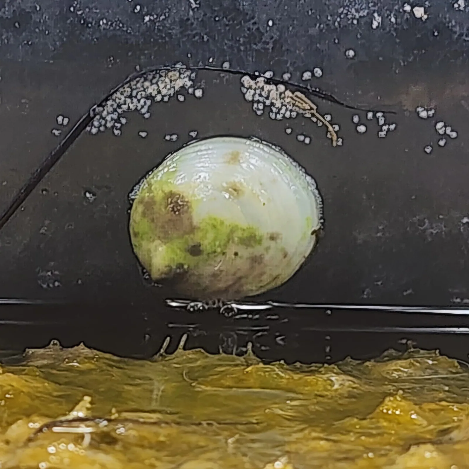 Depressed Slippersnail