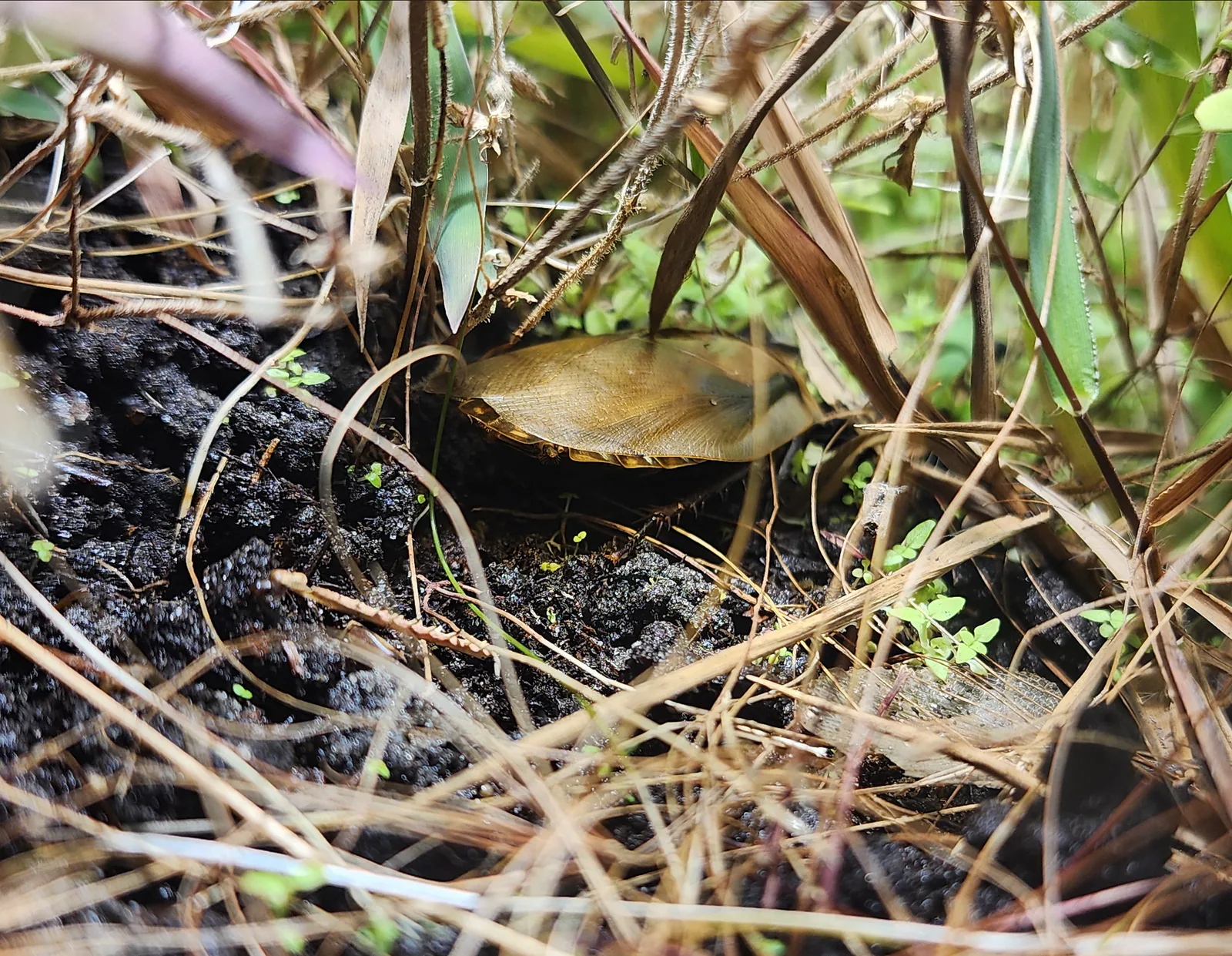 Discoid Roach