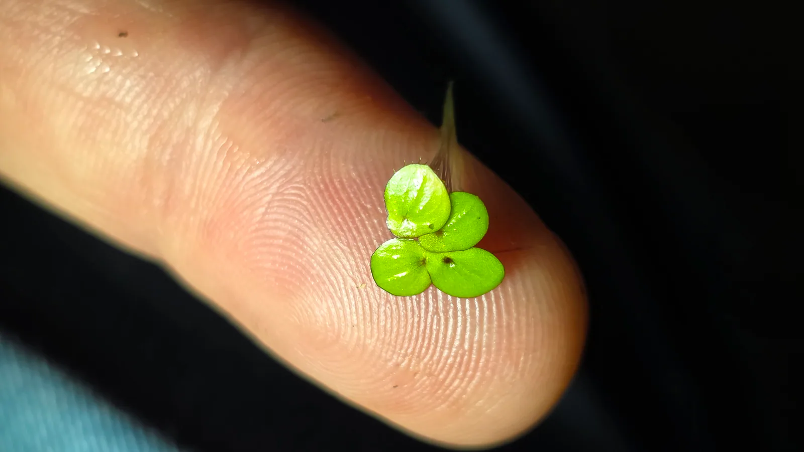 Dotted Duckweed Hero image pending review.
