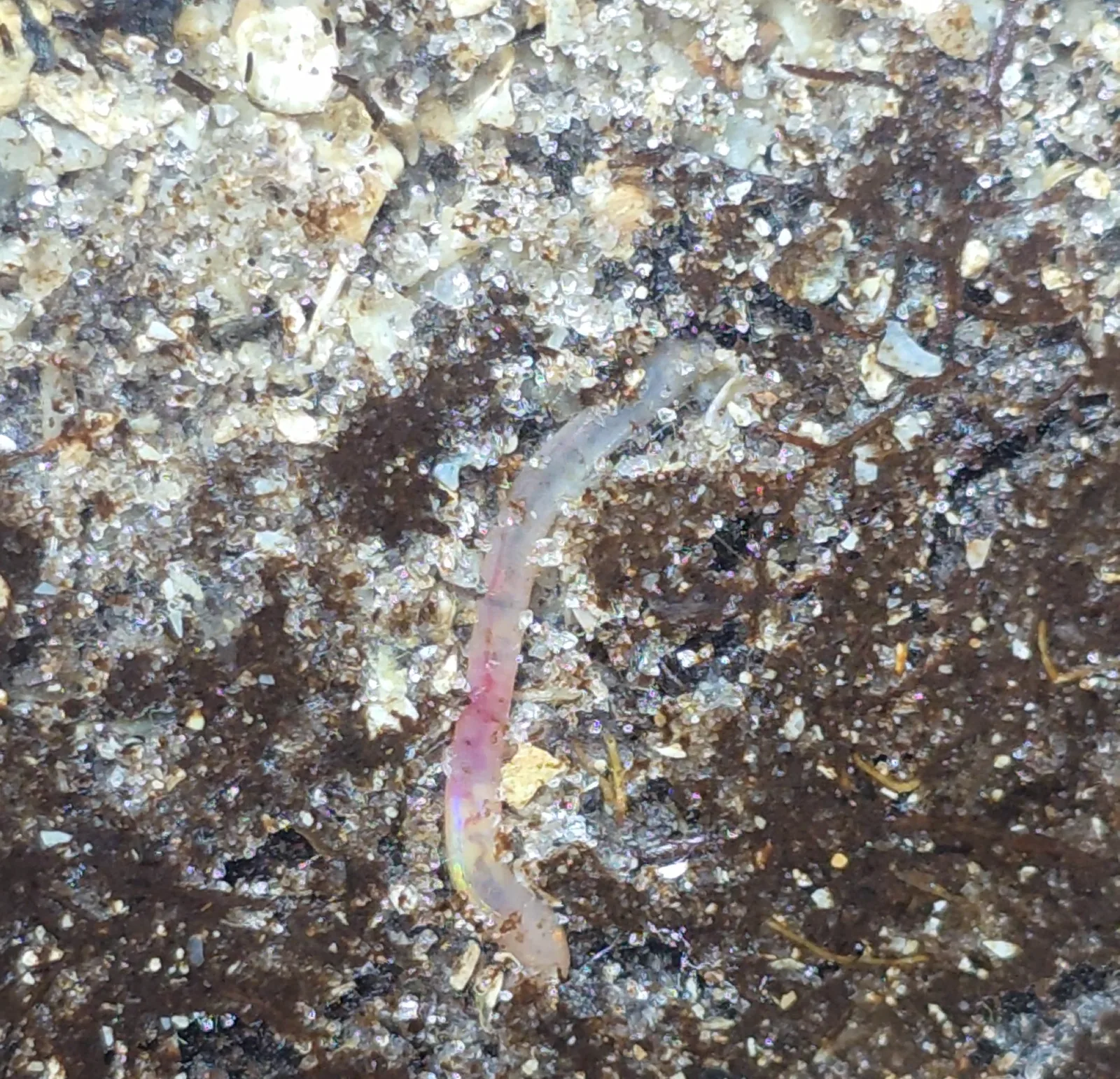 Earthworm