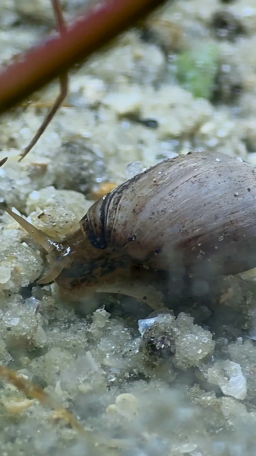 Primary species profile image for Eastern Melampus (Melampus bidentatus) in miniBIOTA.