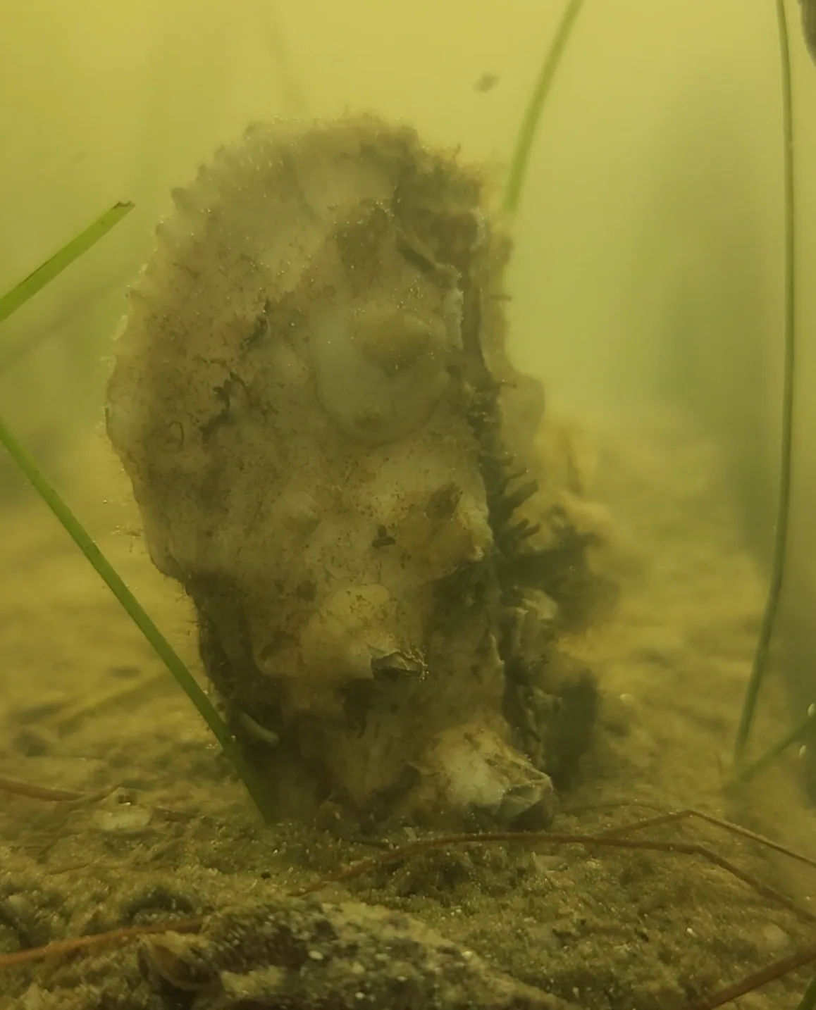 Eastern Oyster