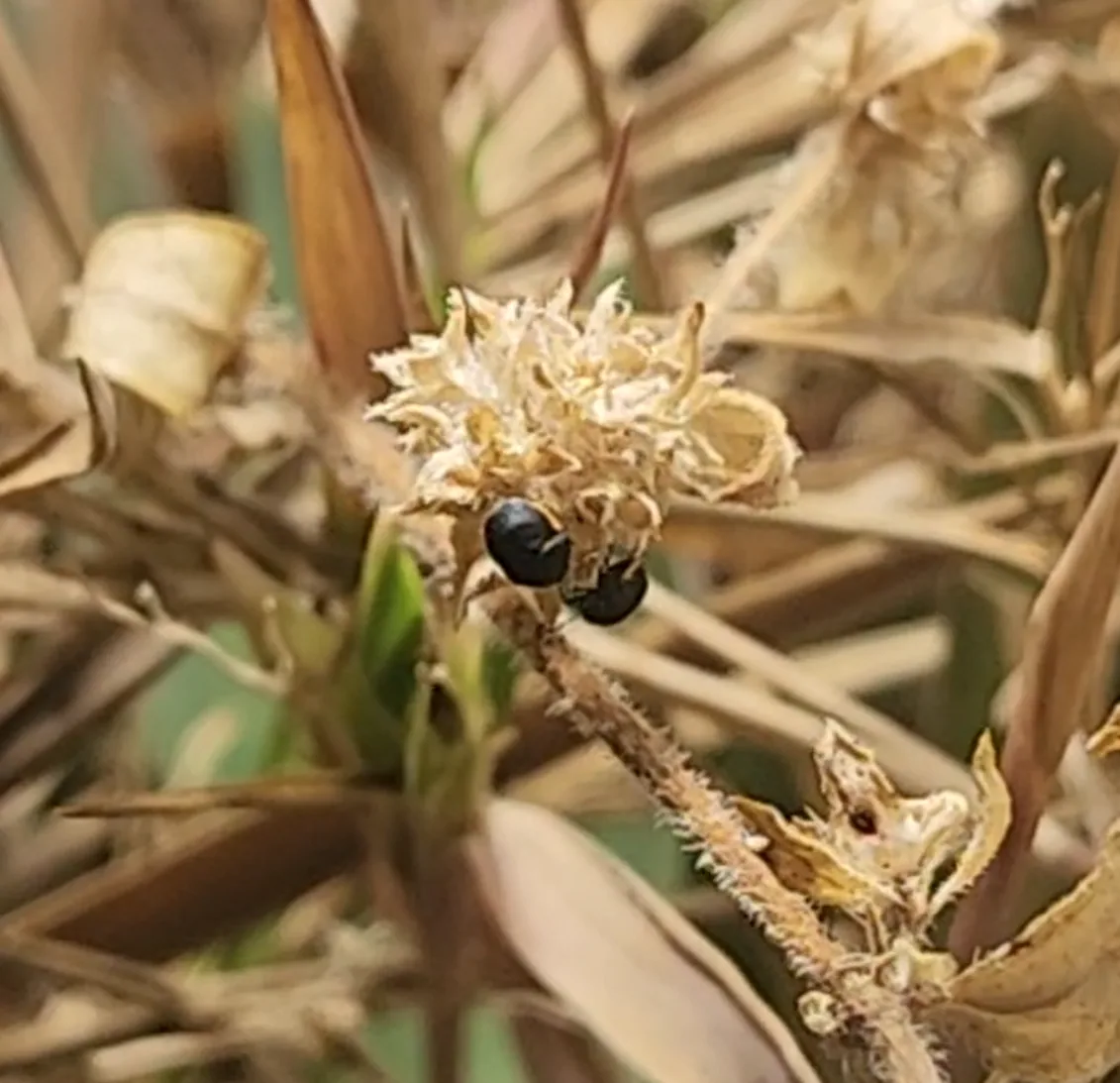 Ebony Bug