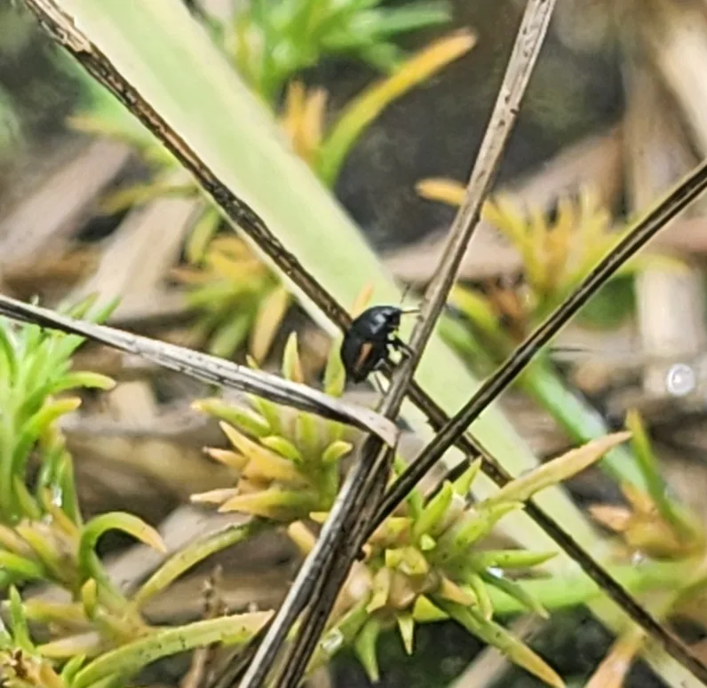Ebony Bug