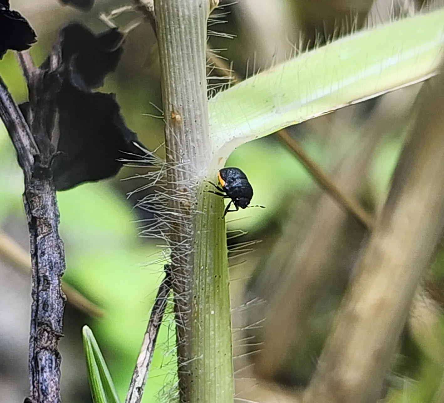 Ebony Bug