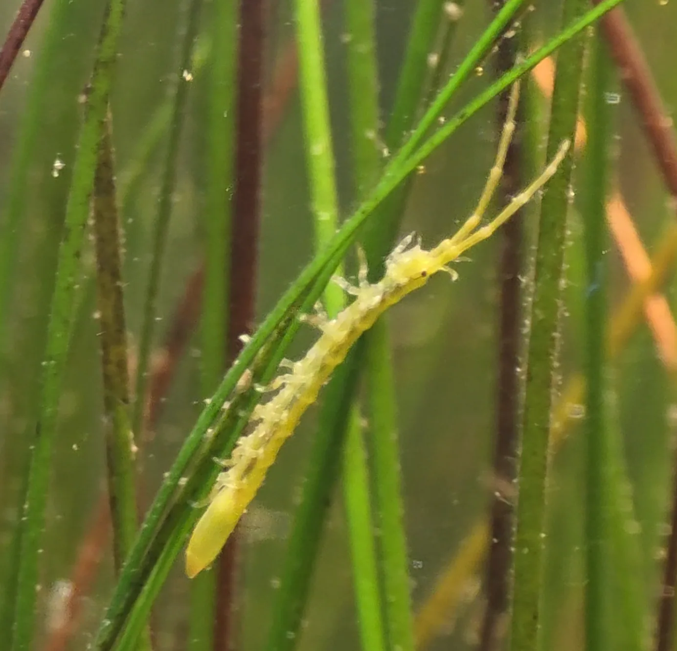 Eelgrass Isopod Hero image pending review.