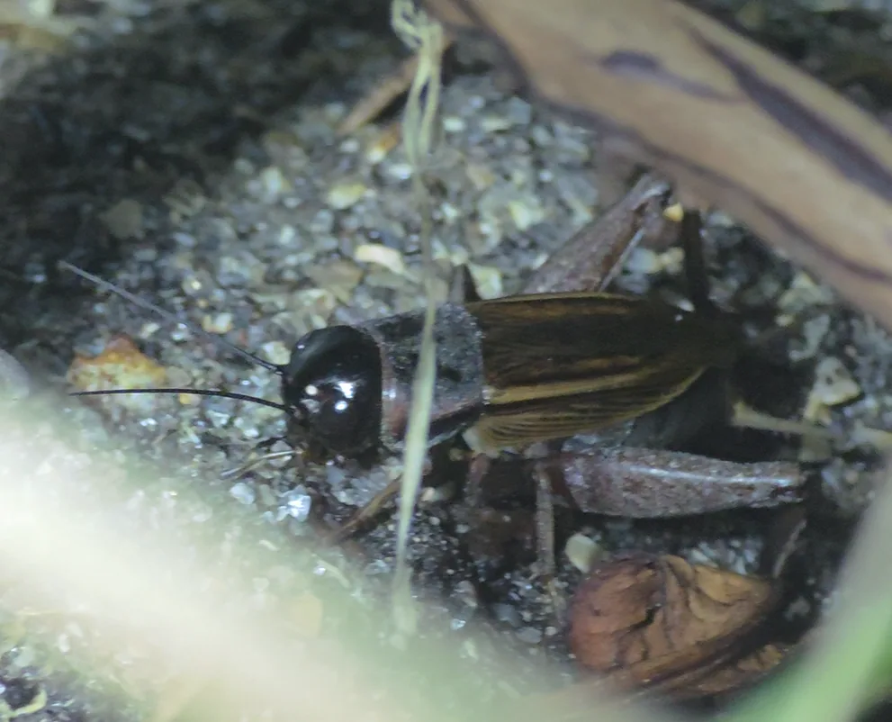 Field cricket