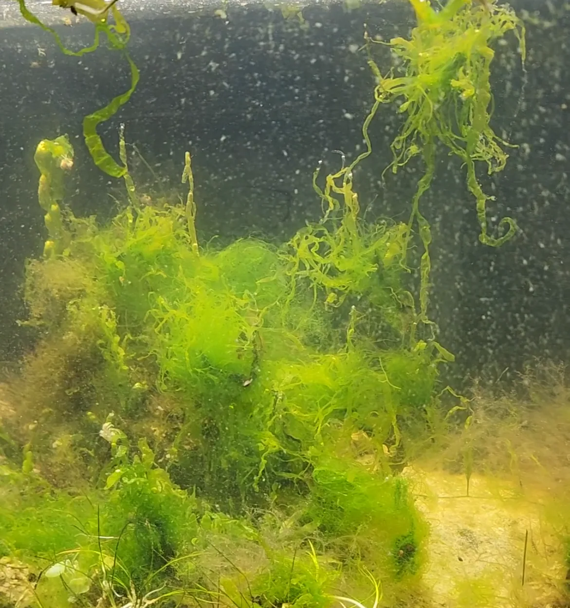 Filamentous macroalgae