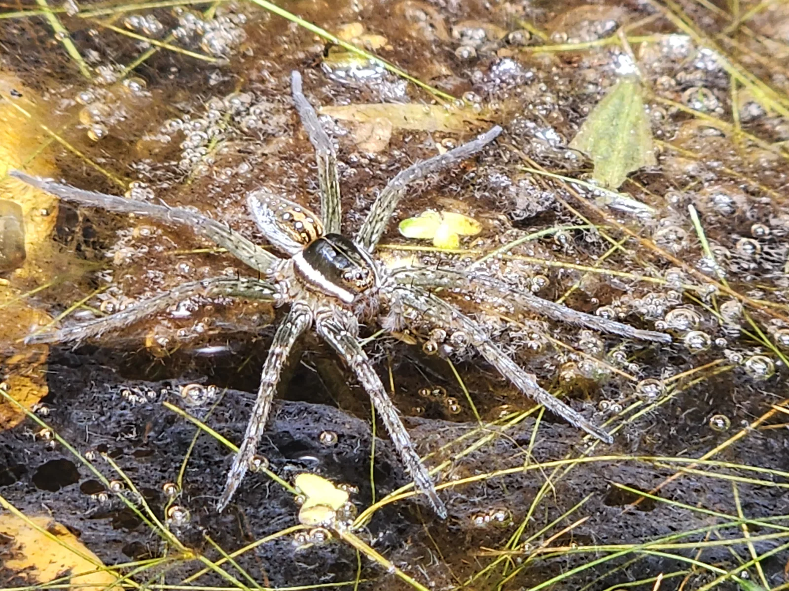 Fishing Spider