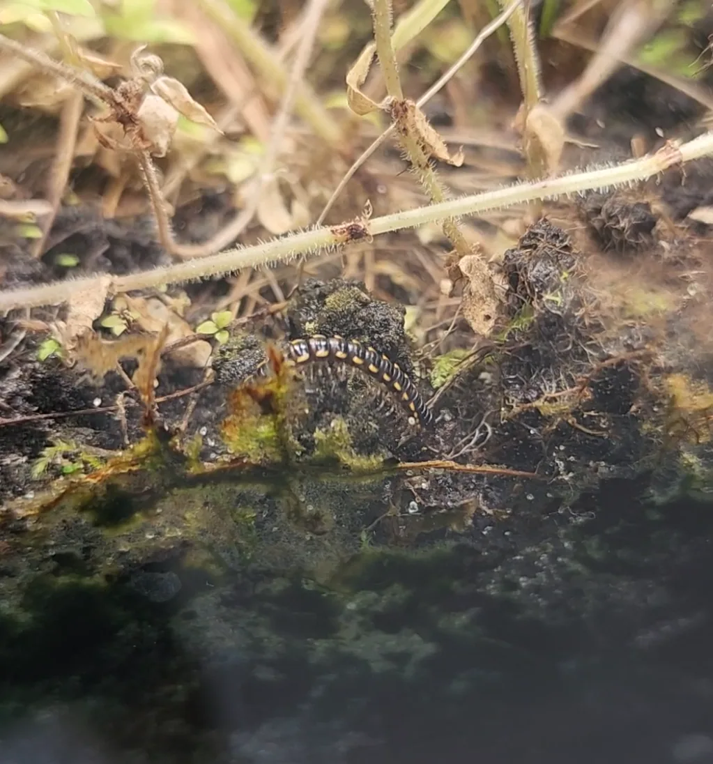 Flat-backed Millipede