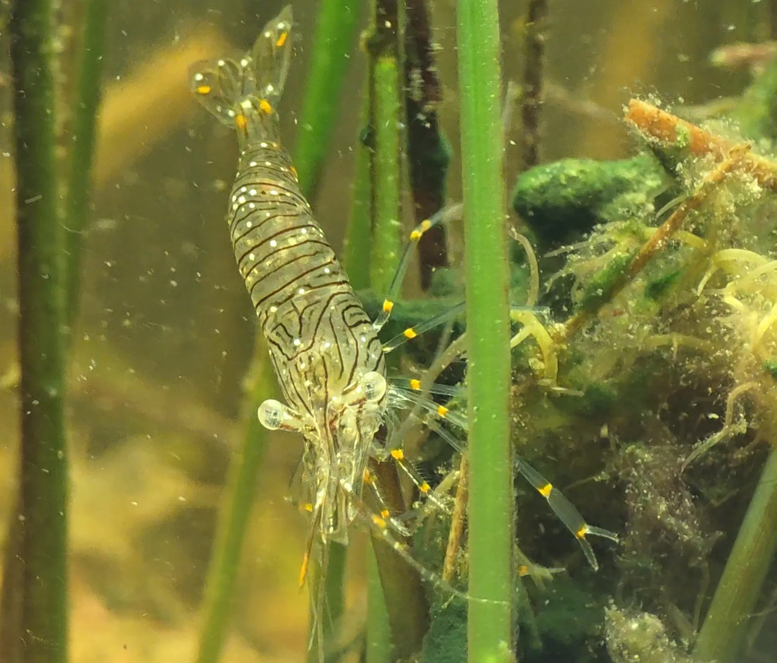 Florida Glass Shrimp