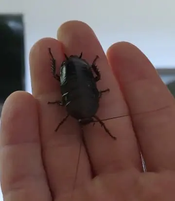 Primary species profile image for Florida woods cockroach (Eurycotis floridana) in miniBIOTA.