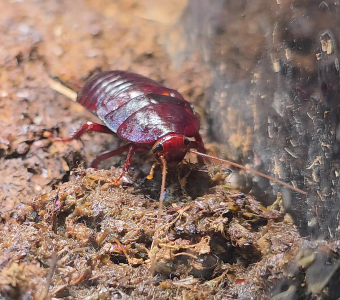 Florida woods cockroach photographed on damp leaf litter inside the miniBIOTA enclosure.
