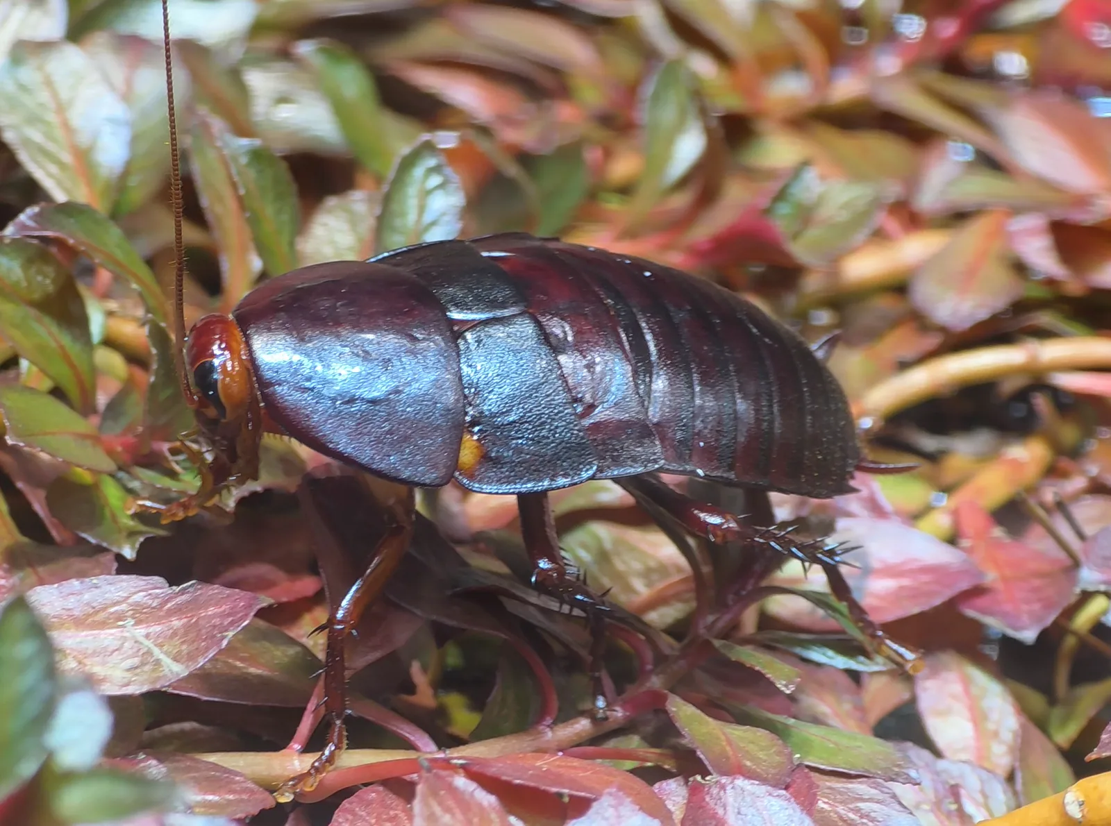 Florida woods cockroach