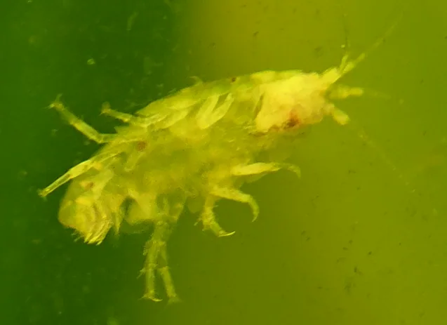 Freshwater Amphipod