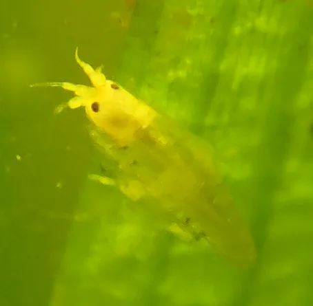 Freshwater Amphipod