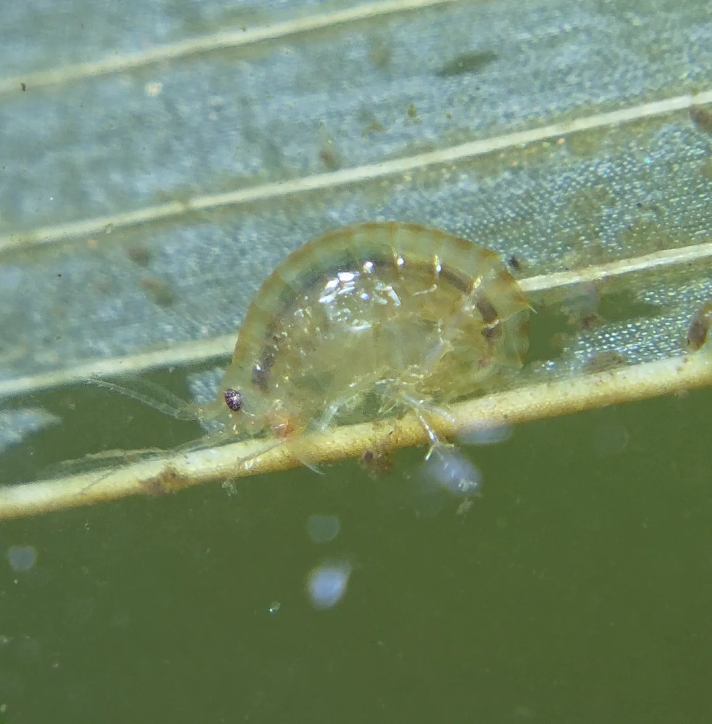 Freshwater Amphipod