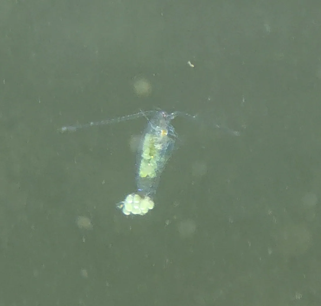 Freshwater Copepod (Calanoida)