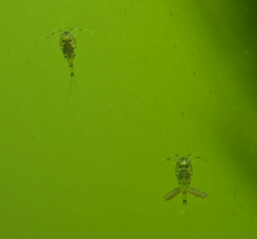 Freshwater Copepod (Cyclopoida)