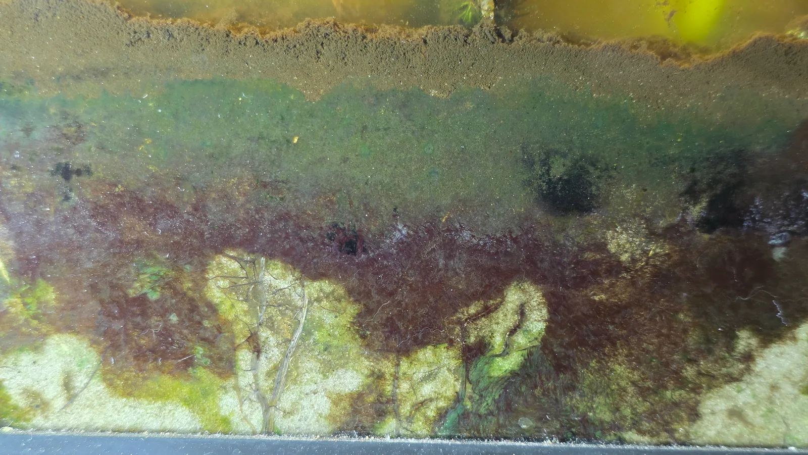 Freshwater Cyanobacteria