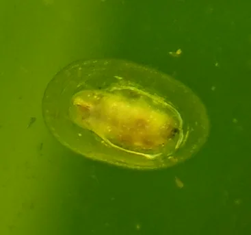 Freshwater Limpet