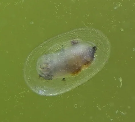 Freshwater Limpet