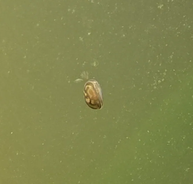 Freshwater Seed Shrimp