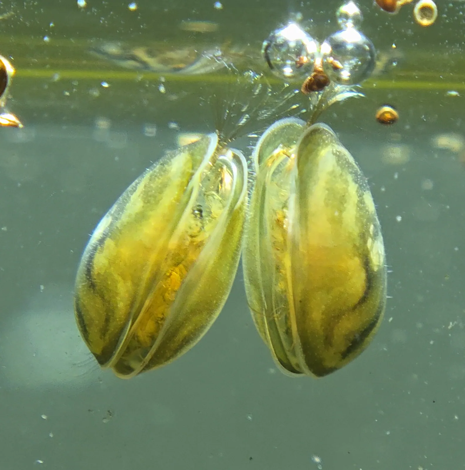 Freshwater Seed Shrimp